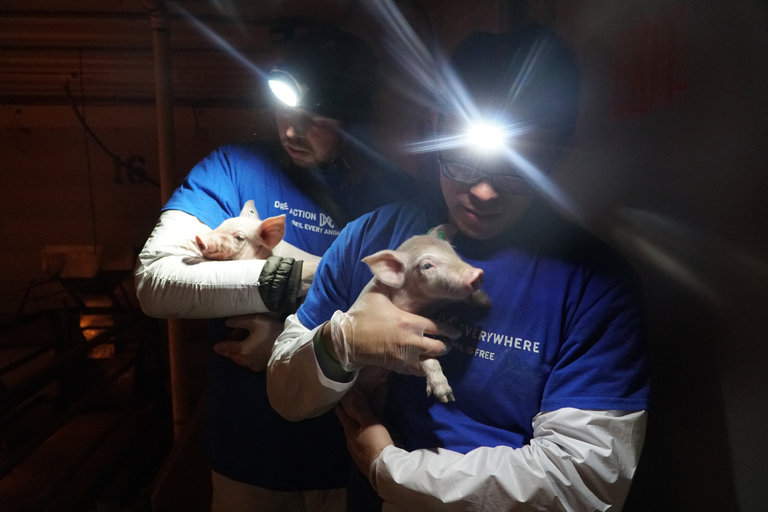 VR: The Ultimate Tool for Animal Welfare Groups